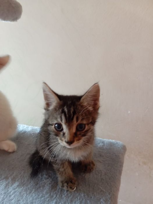 Котята в ответственные руки. ЧИТАЙТЕ  ВНИМАТЕЛЬНО.