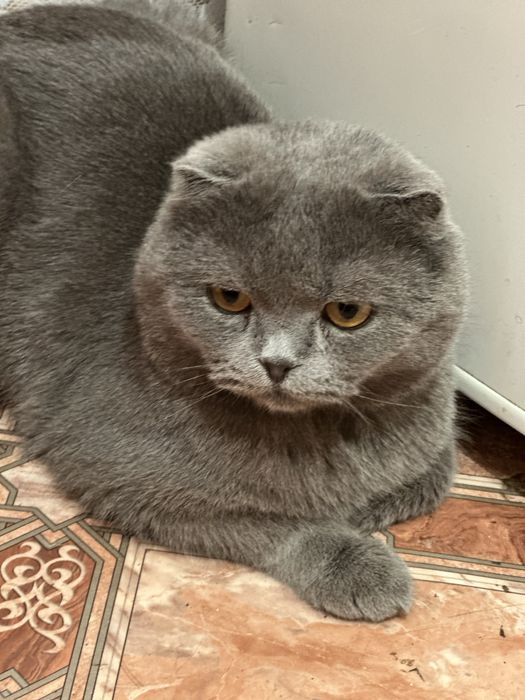 Отдам кота в добрые руки