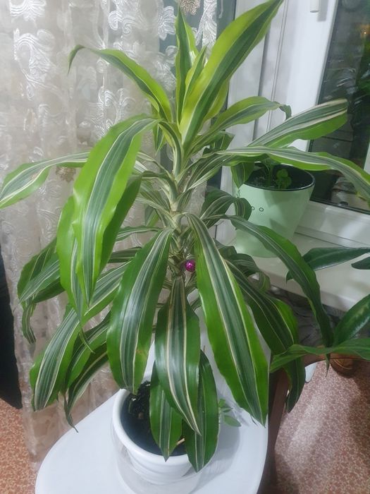 Продам цветы разные