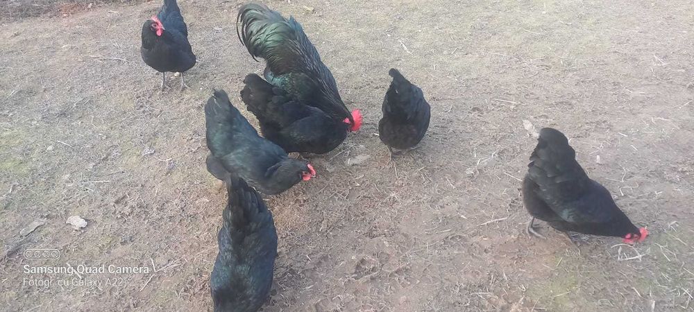 Oua de incubat rasa marans