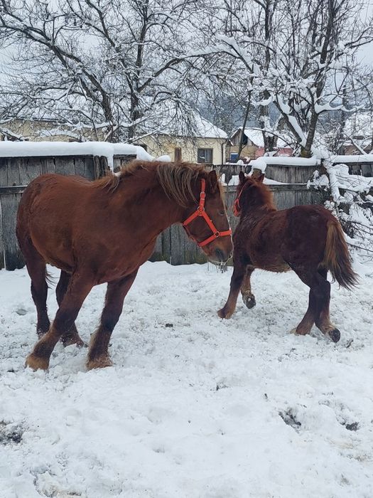 Cai tineri de vânzare