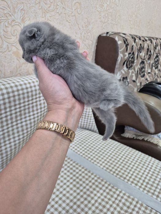 Продам котят бритацы