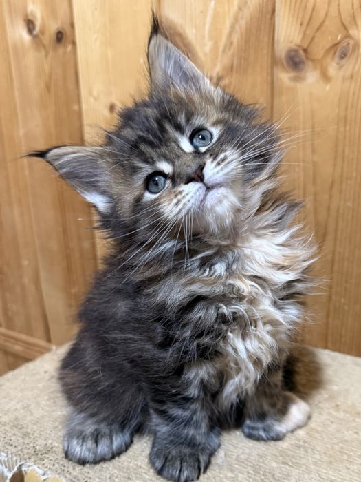 котята мейнкун из питомника