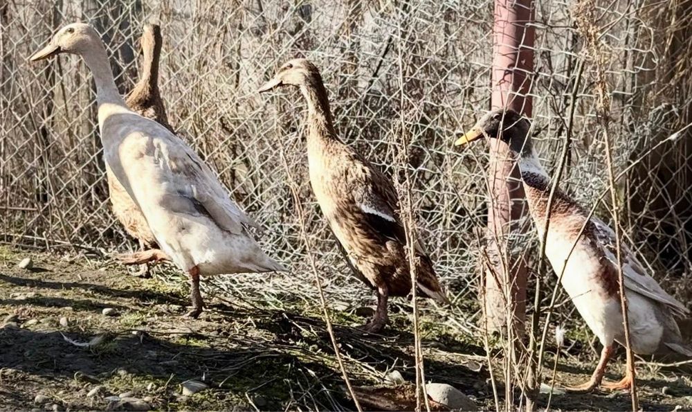 Rate Indiene mancatoare de melci