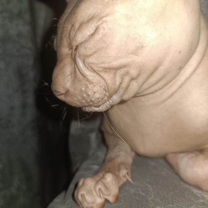 Пропал сфинкс канадский