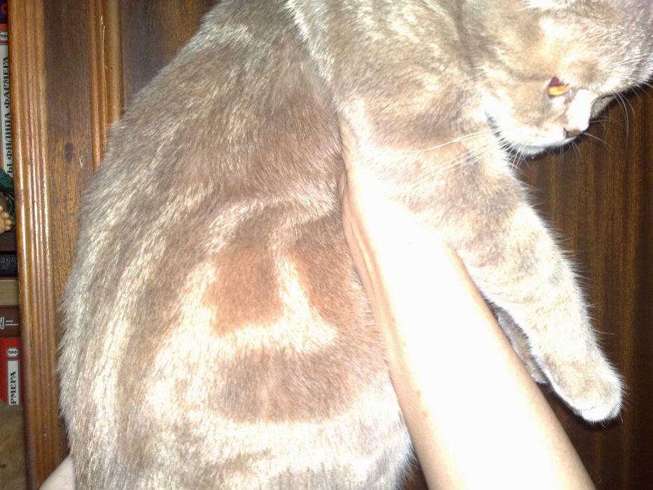 Кошка скотиш фолд, шиншила 1 годик