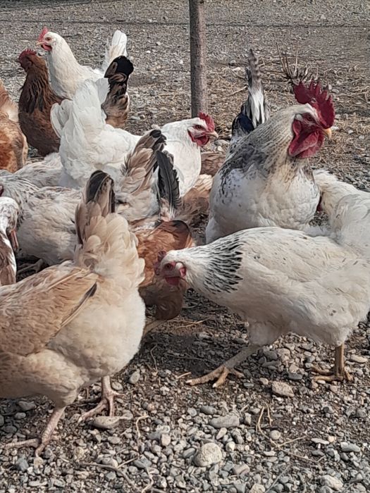 Цыплята недельные