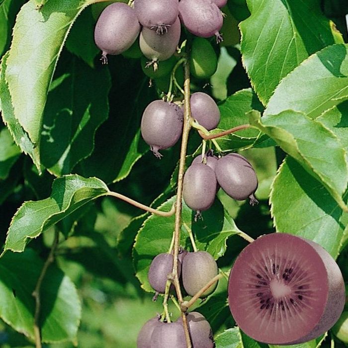 Kiwi (Soiul Ken 's Red )
