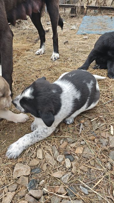 Отдам щенков в добрые руки