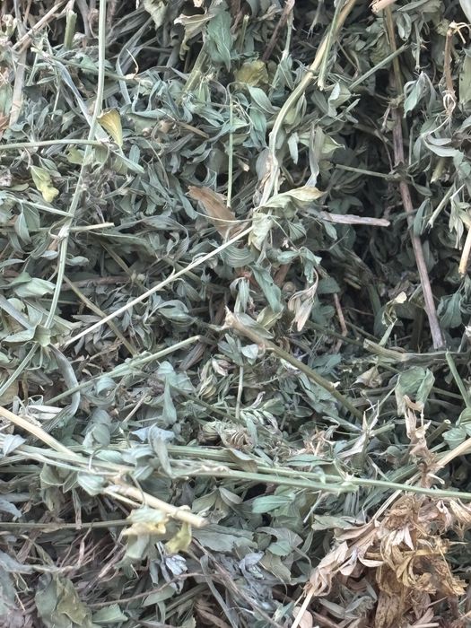 Baloti lucerna  cea mai buna calitate