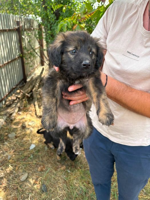 Ofer căței spre adopție