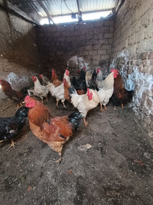 30 тауық 30 Әтеш +-