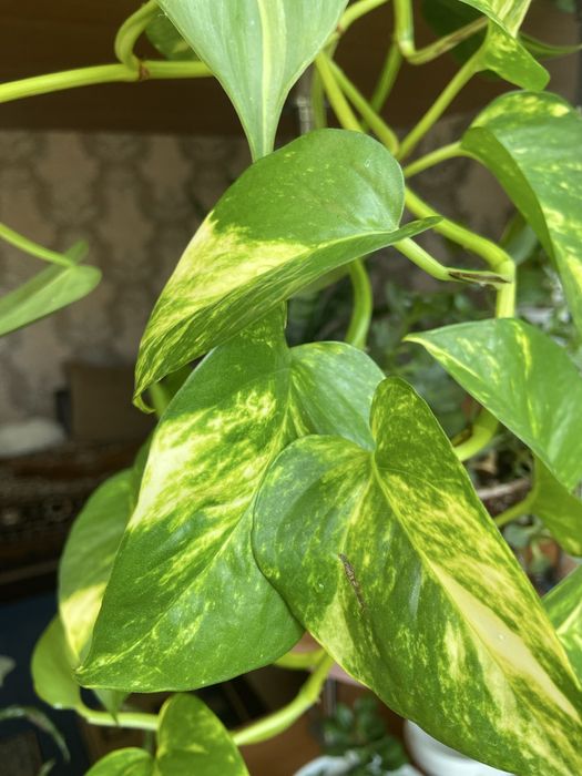 ,Сциндвптусы,сингониумы,эпипремнум