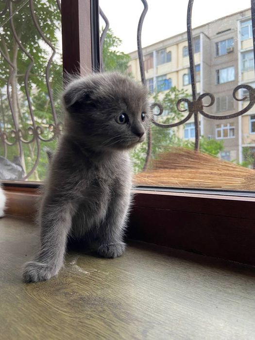 Котёнок белый фолд мальчик