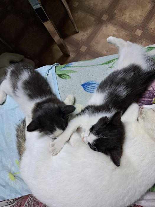 Отдам даром котят