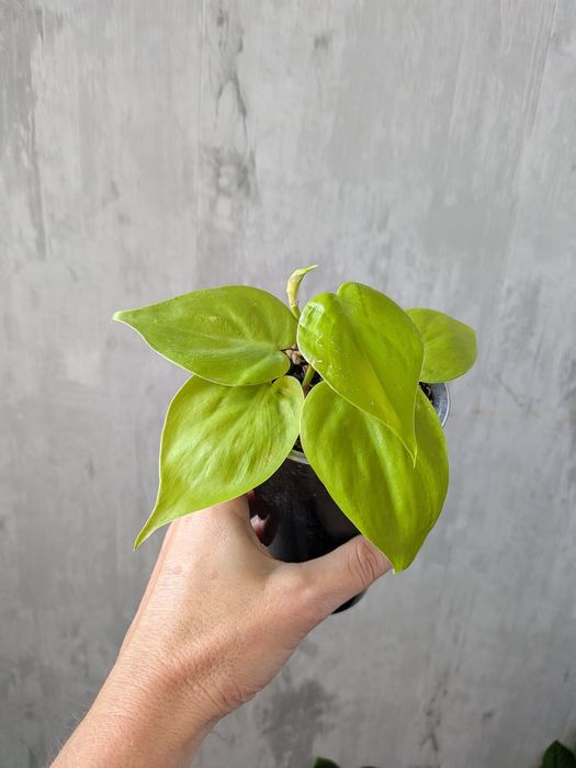 Продам излишки растений