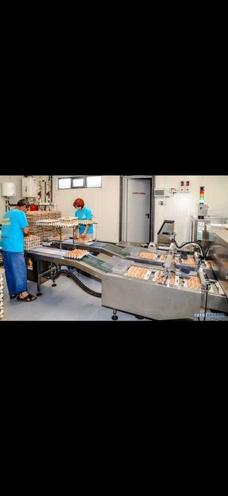 Vand Oua Bio, productie Ferma de la Gaini Isa Brown