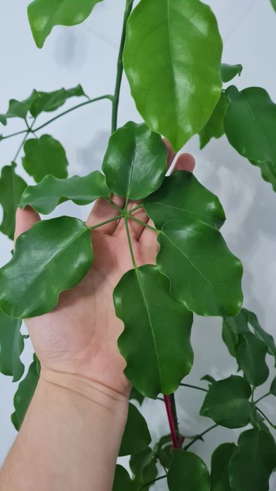 Продам Шефлера .