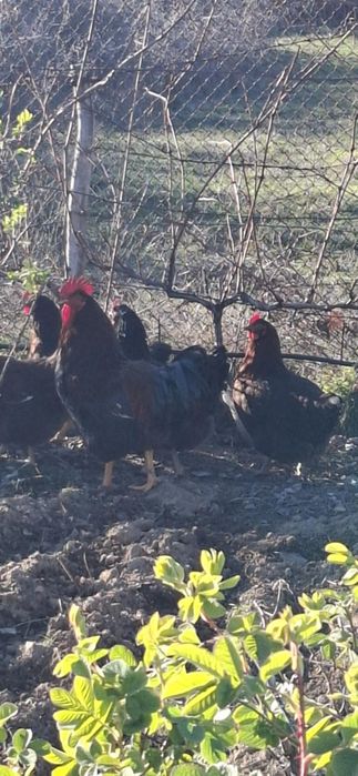 Яйца от катунски кокошки