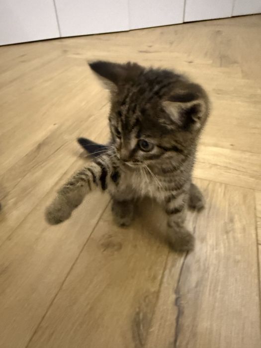 Британский Котенок