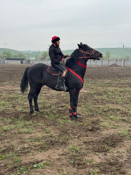Продам лошадей двух жеребцов