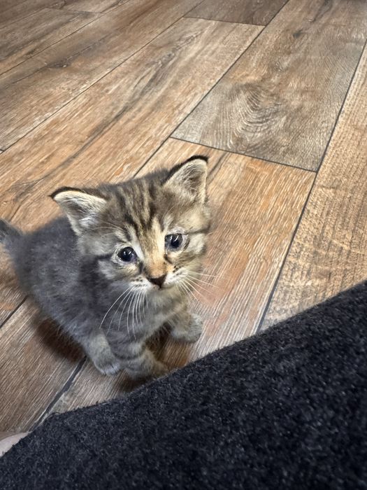 Отдам в добрые руки котят