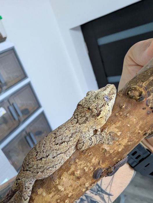 Soparla Gargoyle Gecko