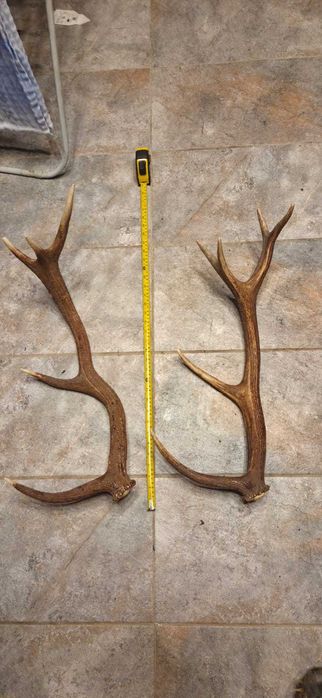 Vand trofee+coarne lopatar,carpatin,caprior,capra neagra,berbec 8 poze