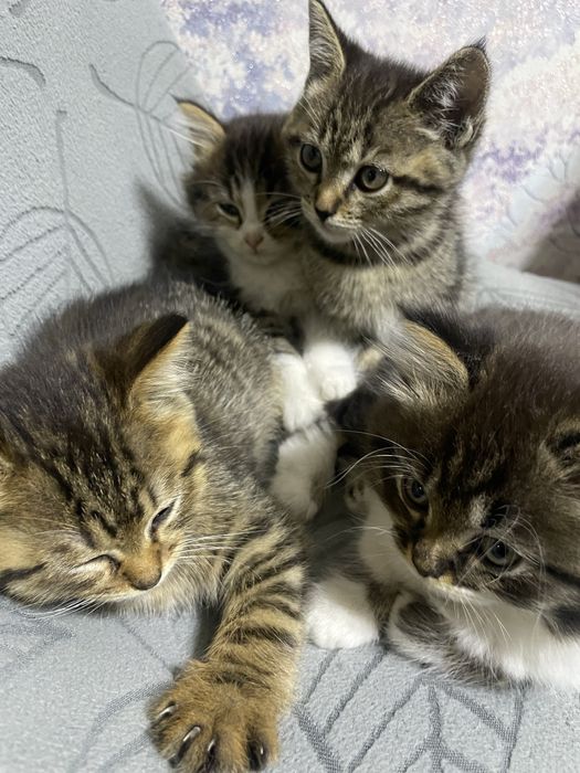 Продам британских котят в добрые руки НЕ ДОРОГО