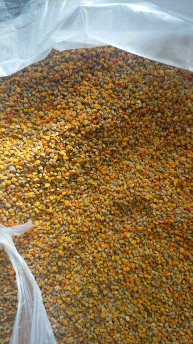 Vand polen pomi fructiferi!