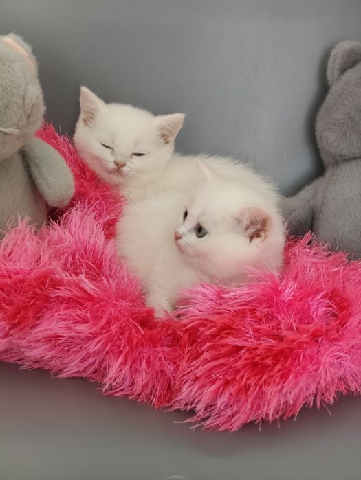 Белые котята Британцы
