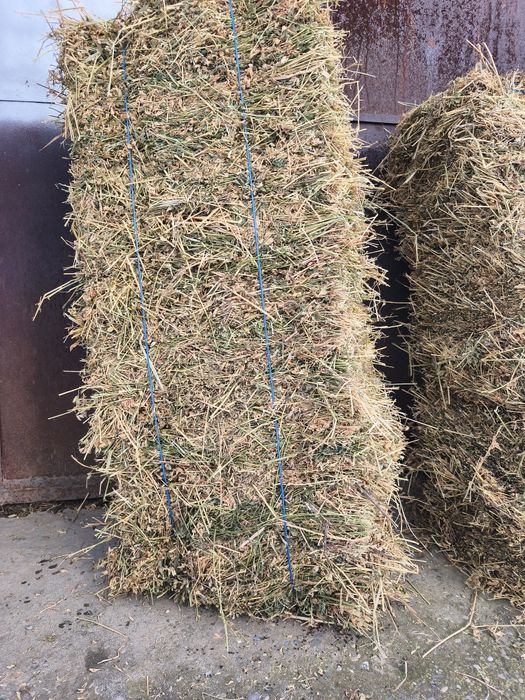 Baloti Lucernă de VÂNZARE