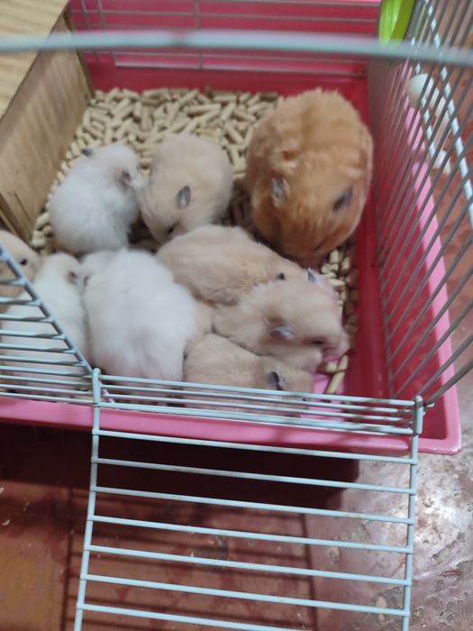Хомяки молодняк Смотрите 2 фото.Читайте описании