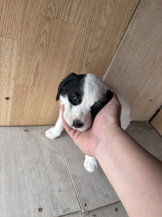 Отдам в добрые руки