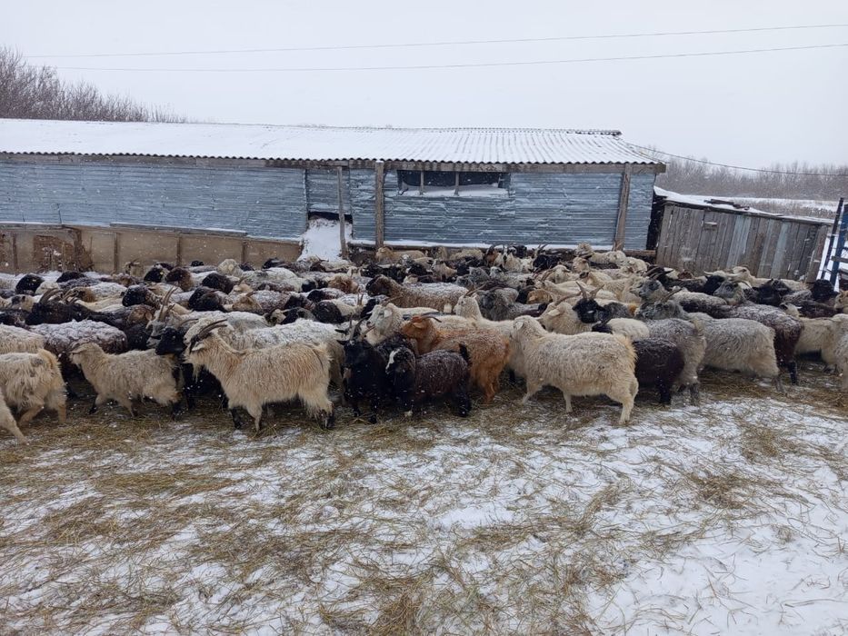 Продам баранов , коз