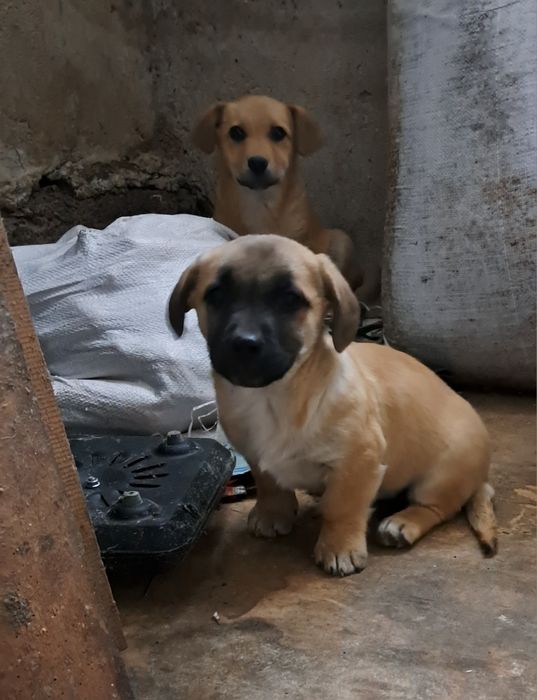 Donez cățeluși, vârstă 2 luni jumate