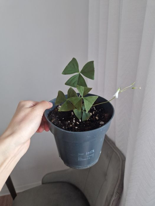 Кислица зеленая, комнатные цветы