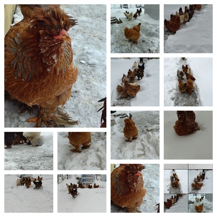 Oua găini moțate izmanoase barboase 12 lei bucata