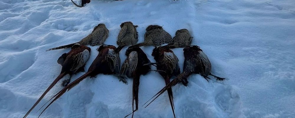 Фазан Дикий чишиненный