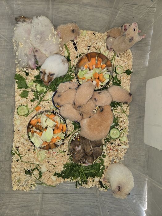 Продаётся сирийские хомячки