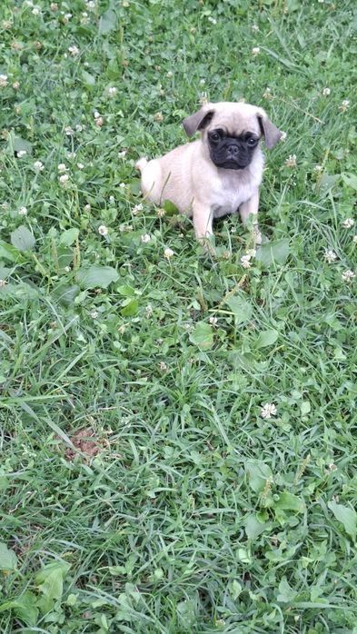 PUG MOPS .Transport in toata Ro