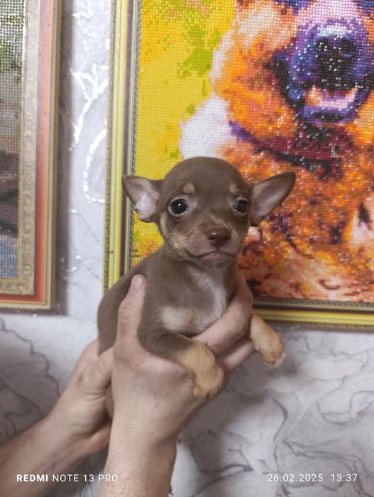 Щенки мини тойчики с документами