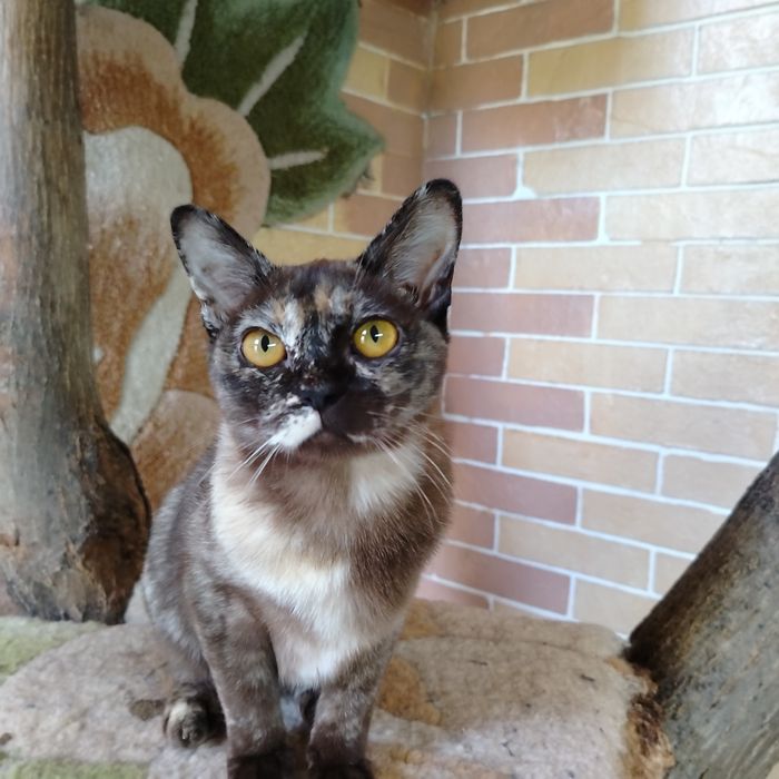 Бурманские котята