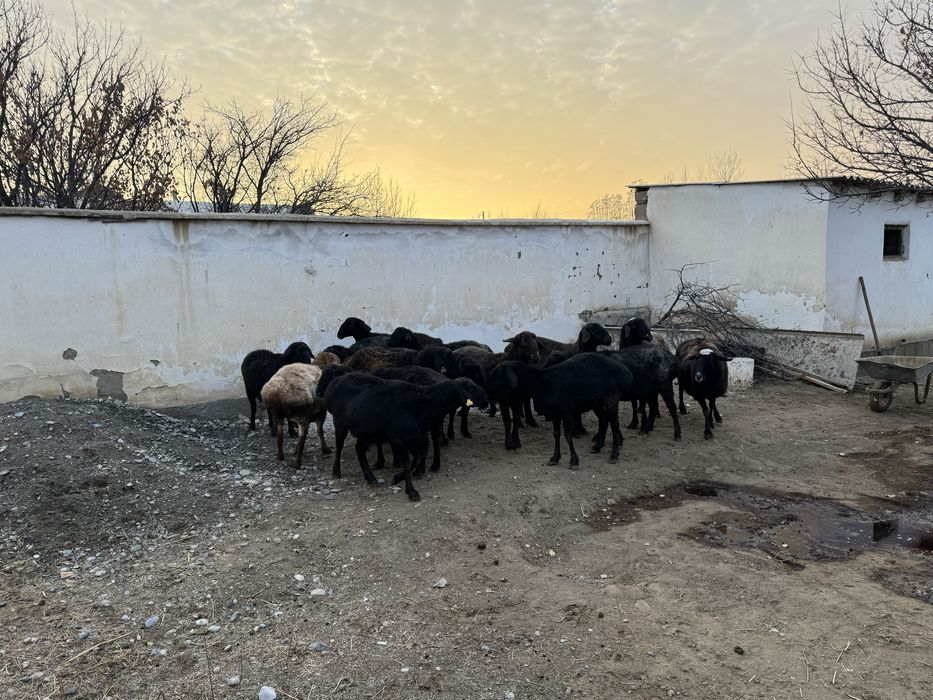 Қойлар сатылады. Сойыпта сатылады