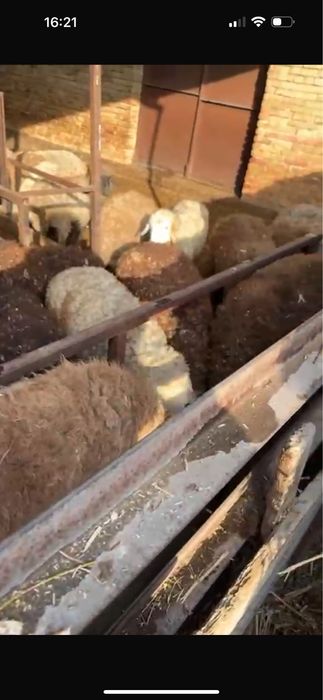 Продам тохтушокк и уток