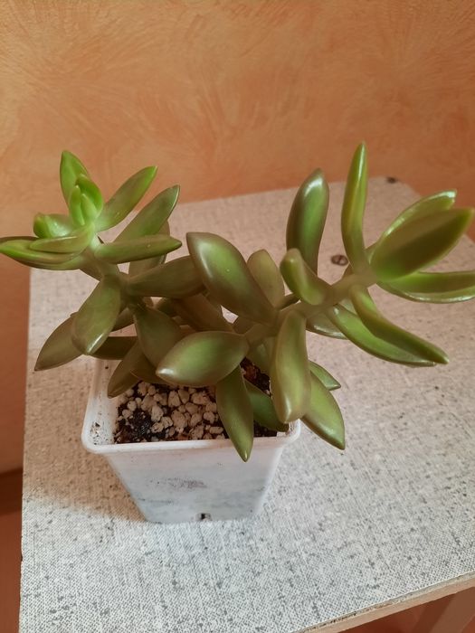 Кактусы и суккуленты.