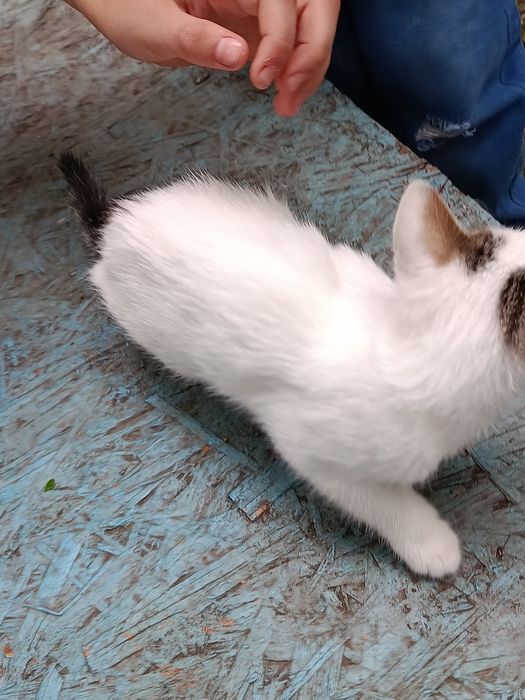 отдам красивых котят
