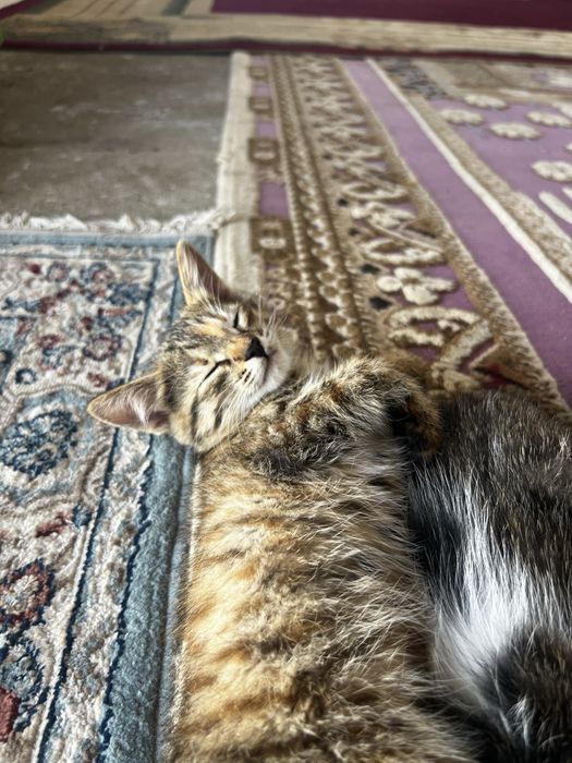 Кошка отдам бесплатно актобе