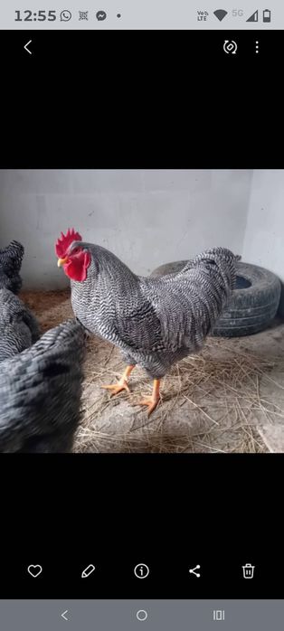 Vand boboci și pui de găină