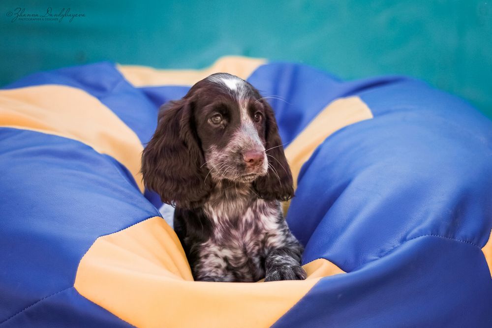 Русский Спаниель из питомника "ChokkoRos"